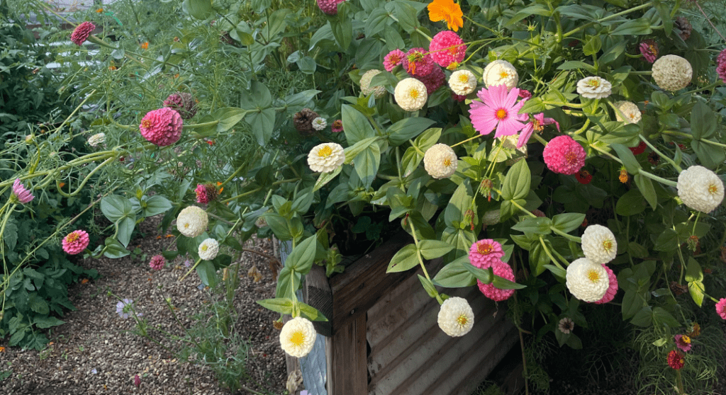 Guide to Gardening in Boise: How to Start and Involve Your Kids 